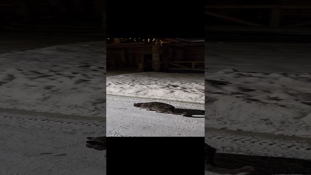 Алтайский котик