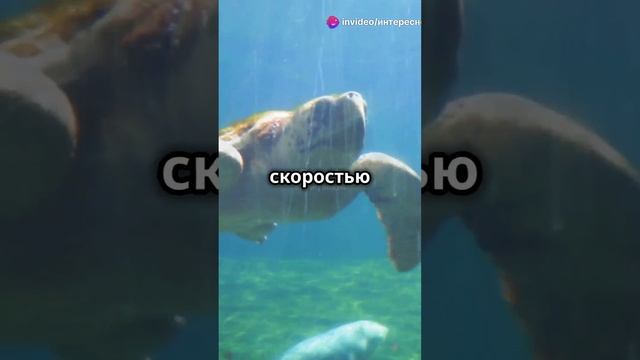 Удивительные факты о черепахах
