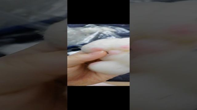 VID_20241224_221518.mp4
