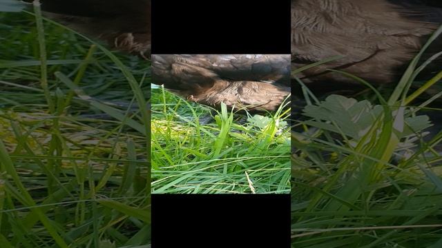 #цыплята на выгуле  с #курицей #Юлька
#Ухейилюй