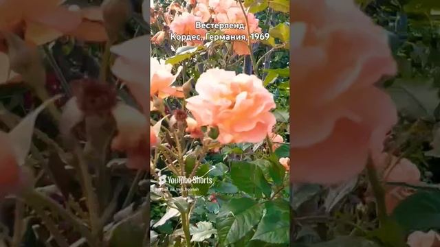 Вестерленд #rose