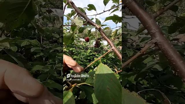 ДУМАЛИ ВИШНЕЙ ЗАСЫПЕМСЯ!!!Shorts