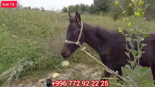 ЖАКШЫ АТТЫН БАЛАСЫ ЖОГОЛДУ #байтв
