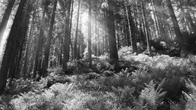 02. 02. Зинаида Миркина. Волшебная щелочка.