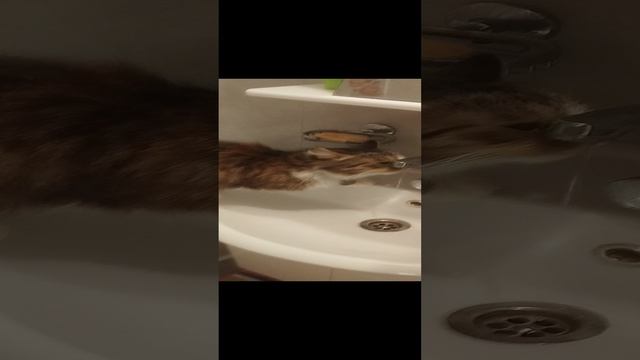 Куся