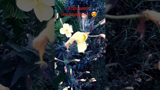 Раскрытие лунного цветка за 15 секунд! Хорошего дня и настроения!