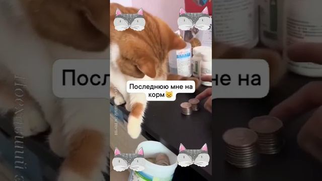 Кот бухгалтер