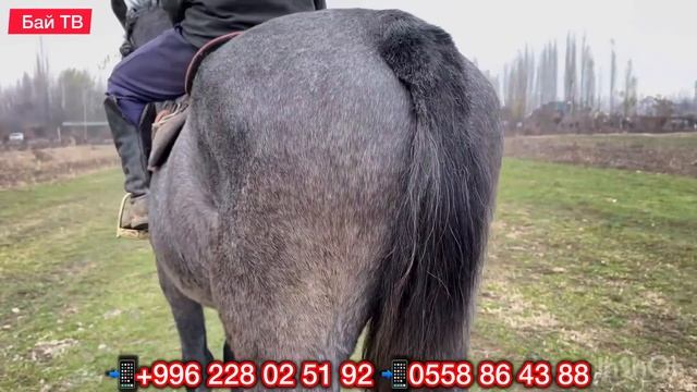 САТЫЛДЫ ЧАЛМАЙ ЖООК  #байтв