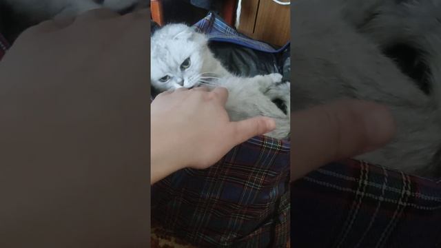 сумка-кот