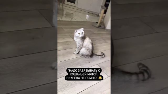 😹