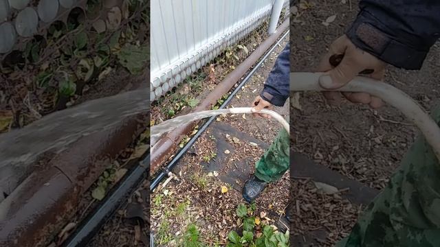 Абиссинка 3 тонны