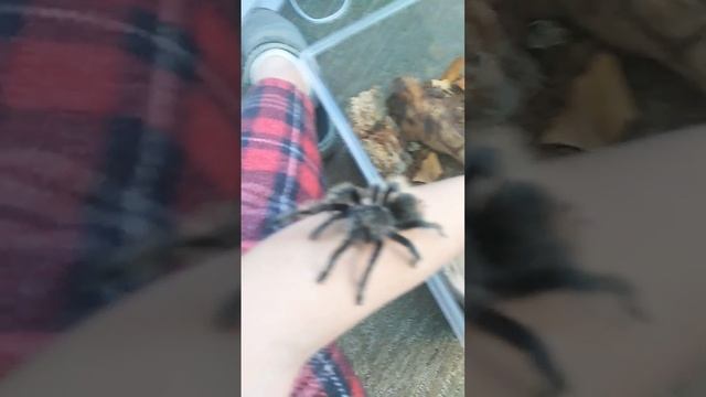 handling my curly hair tarantula