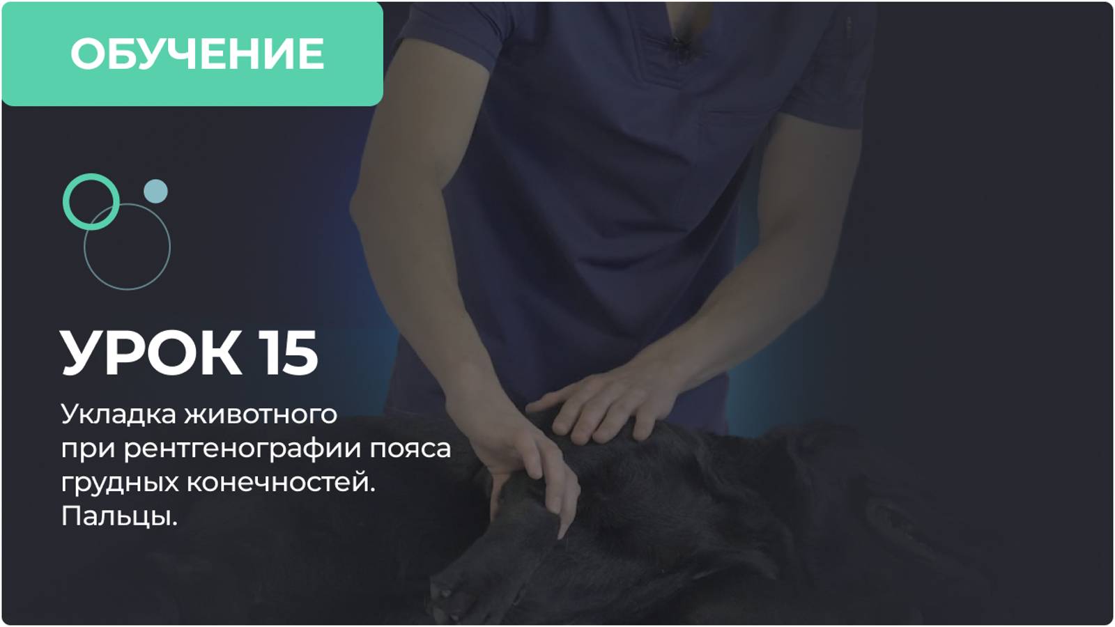 Урок 15. Укладка животного при рентгенографии пояса грудных конечностей. Пальцы