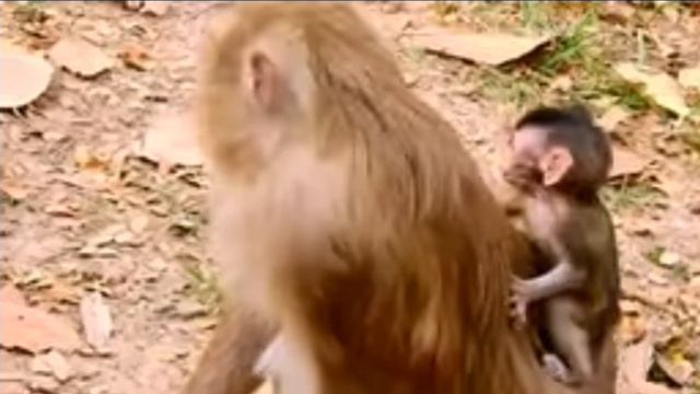 Monkey: конкуренция и борьба с момента рождения