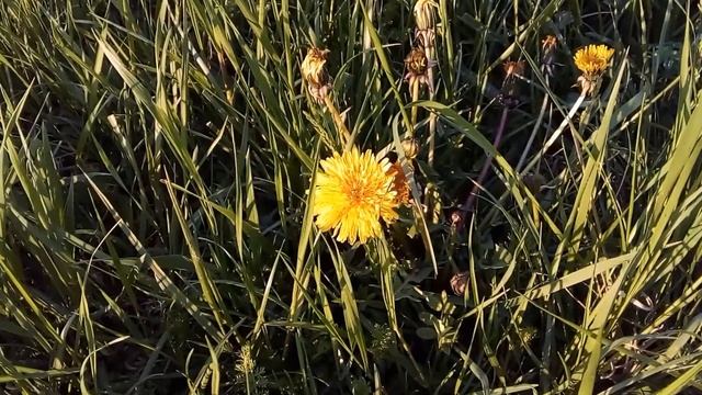 Ведруссия, апрель 2021