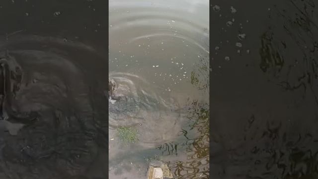 Рыбалка в Курахово