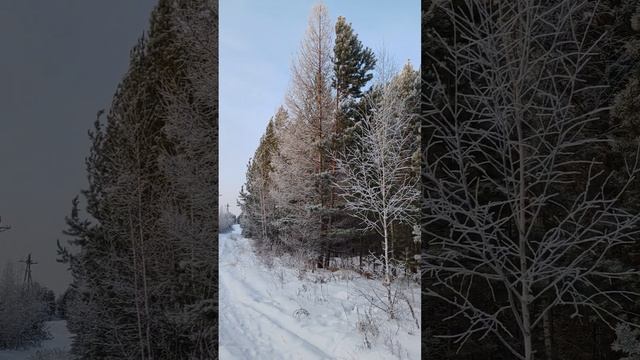 Люблю прогулки по лесу 💚🌳🌲🌲