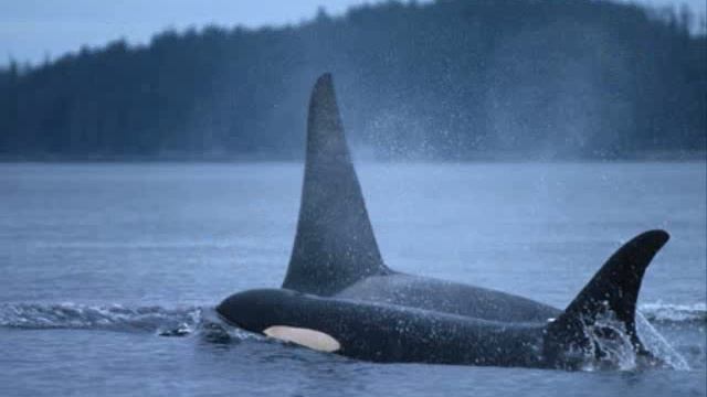 Orcas and Dolphins "Take My Breath Away"