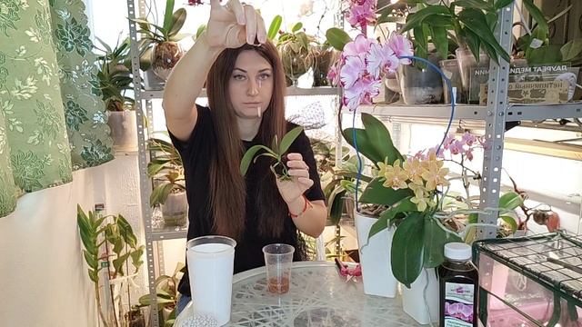 Посади так орхидею из торф- стакана и она взорвет горшок корнями и пышно зацветёт