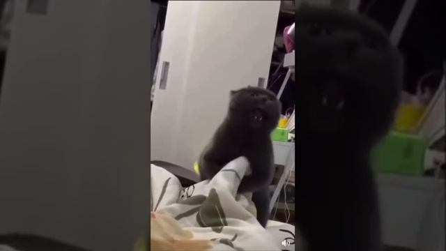 Кот дьявол #shorts #cat #kitten #evil #laugh (360p)