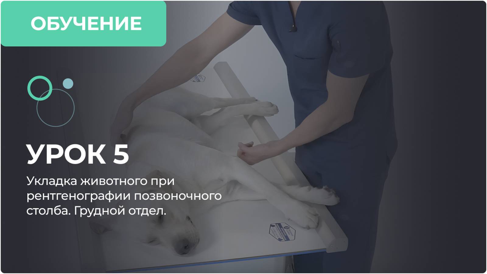 Урок 5. Укладка животного при рентгенографии позвоночного столба. Грудной отдел