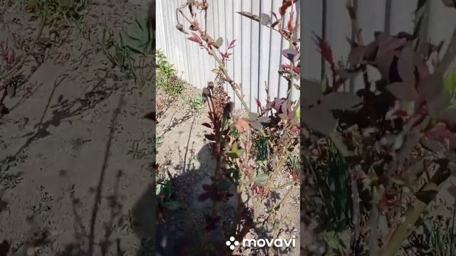 Весна... Деревенские хлопоты... Дождя бы....