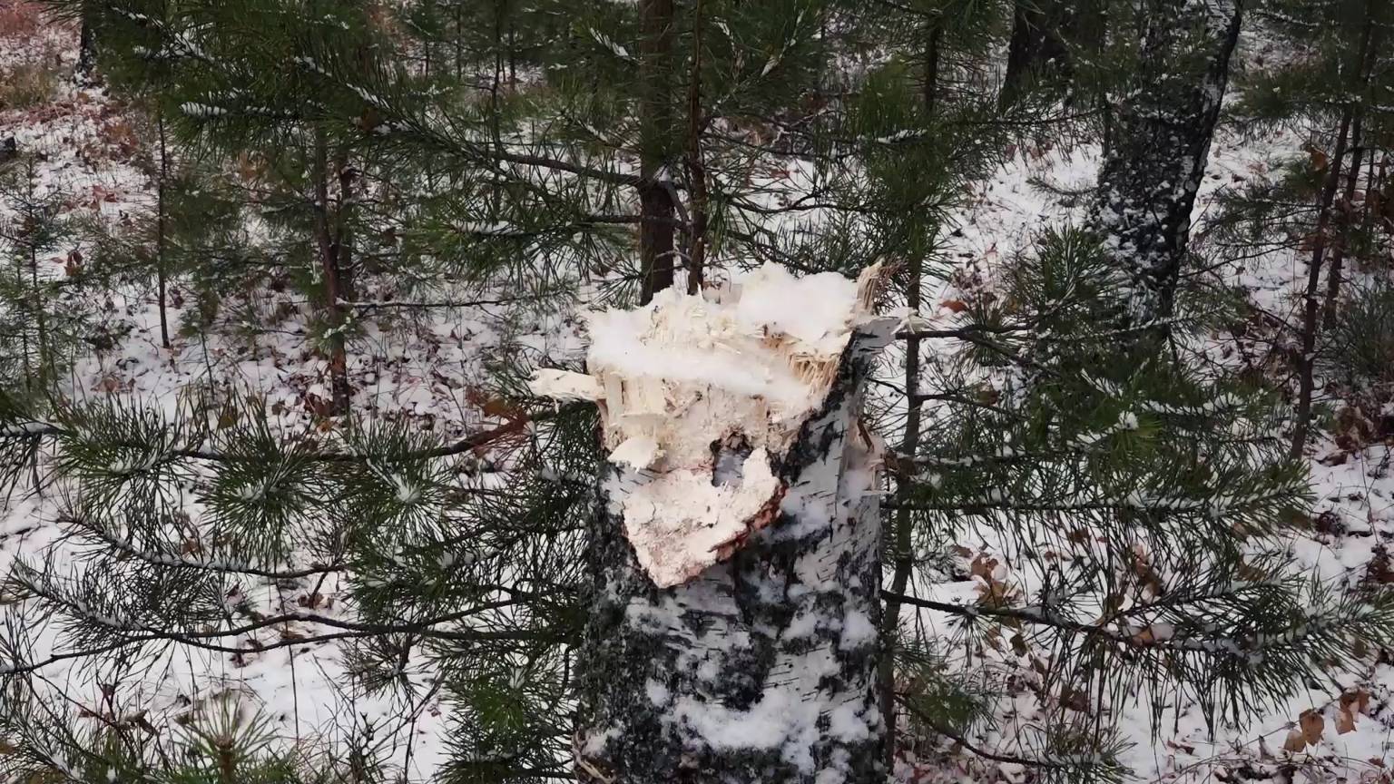 РАЗДАВАЛ ЛЕС ЗА ВЗЯТКУ