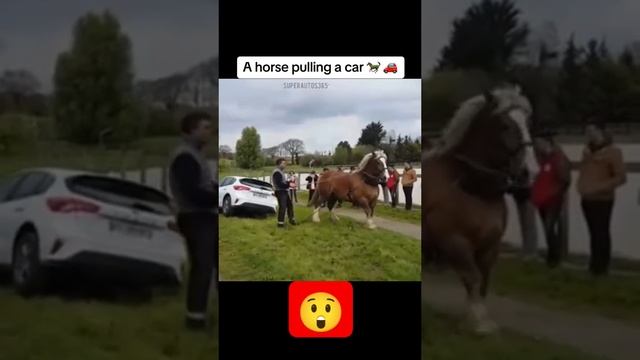 HORSE  CAR #horse
