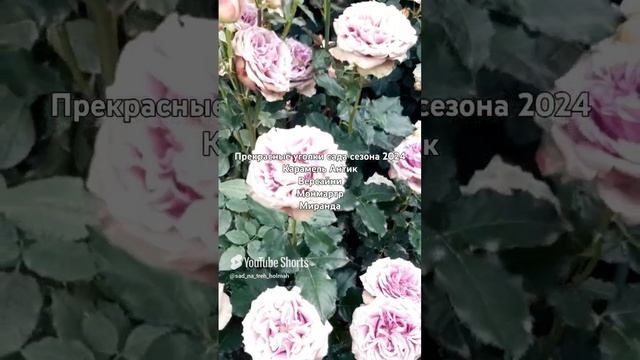 Прекрасные уголки сада сезона 2024