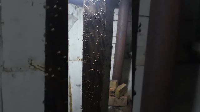 Божьи Коровки атаковали зимовье в тайге.