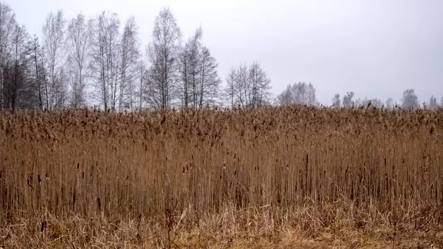 Наставления старца Гавриила Ургебадзе.
