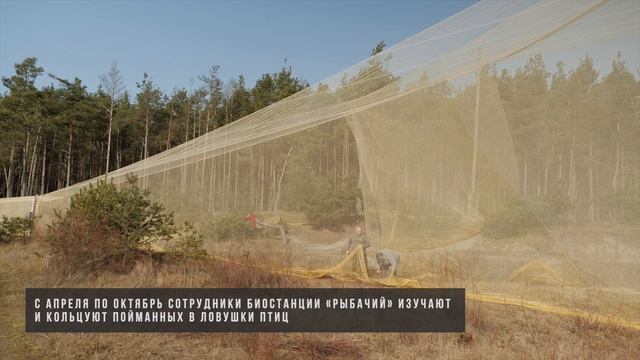 День птиц в 2021 году