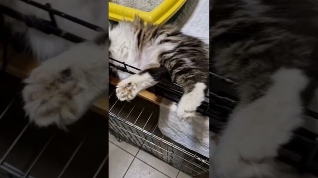 Муся ищет Дом.mp4
