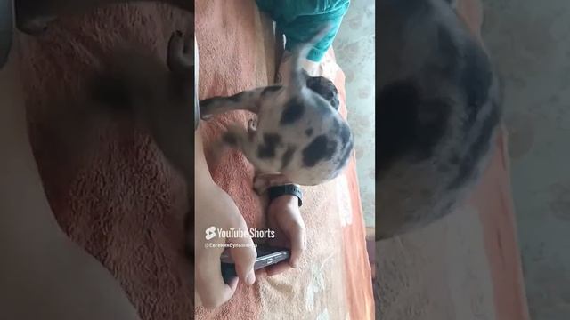 Ричард мальчик породы американский булли.
