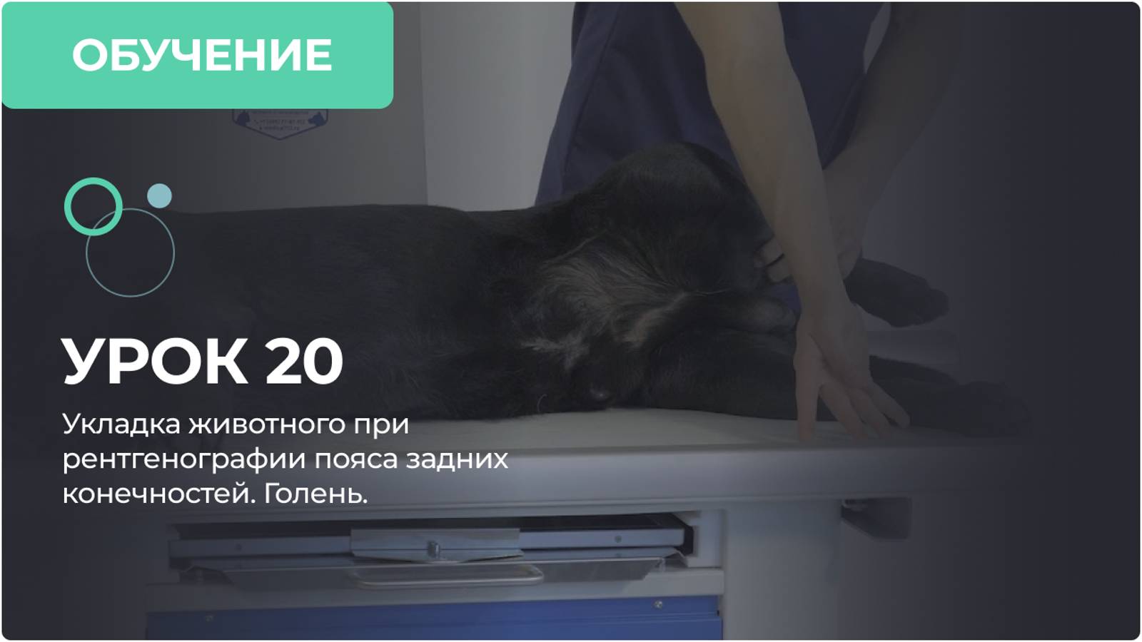 Урок 20. Укладка животного при рентгенографии пояса задних конечностей. Голень