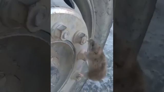 мышь миханик😂