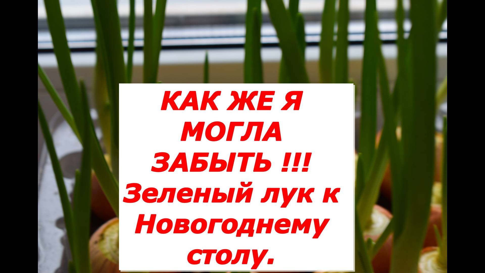 Лук на перо. Выгонка.Три варианта.
#новый год# праздник #салаты