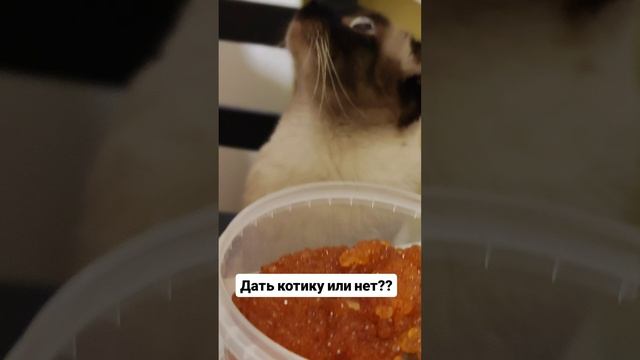 Дарю котику или нет??