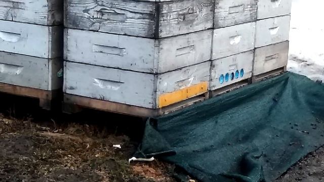 Поведение безматочных пчелосемей.