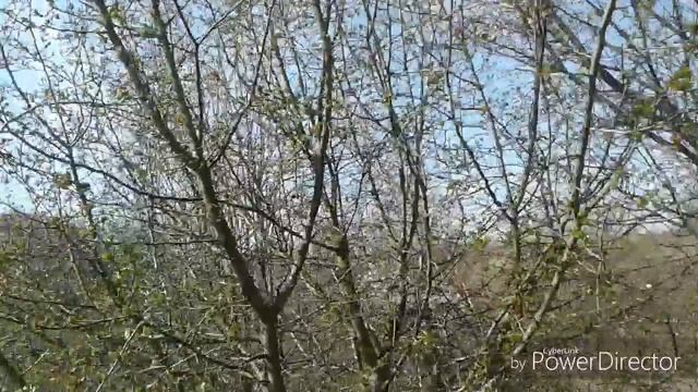 Цветёт алыча! Ведруссия