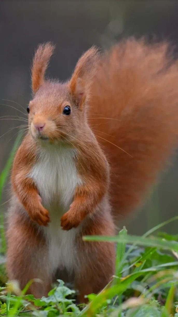 Белкины догонялки Геленджик .
