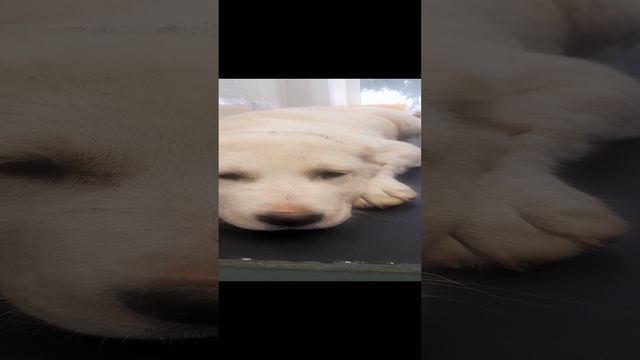 это щенок ему 3 месяца