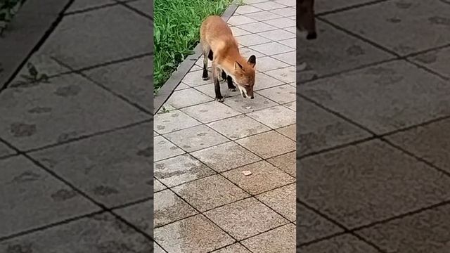 1000002052.mp4
