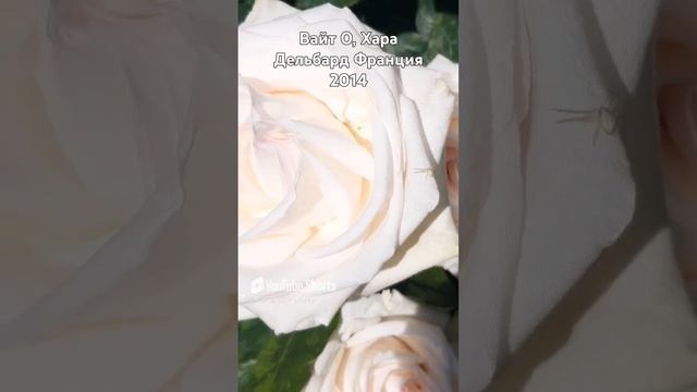 Вайт О, Хара Дельбард Франция 2014