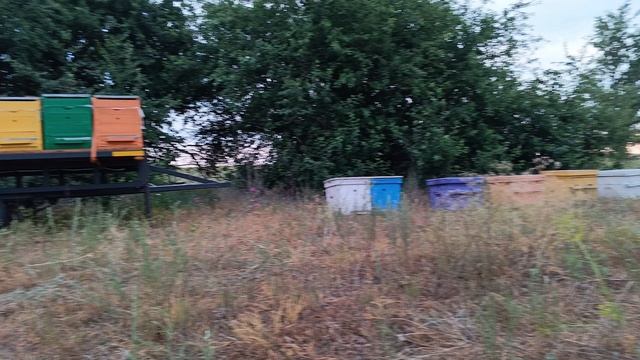 Пчеловодство, сезон 2024, рассвет на разнотравье,утренняя красота.