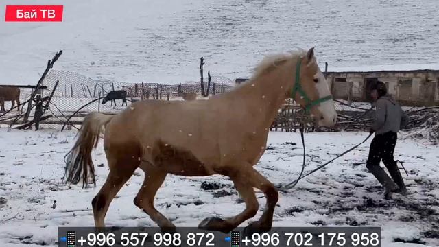 ДОНЧАК+АНГЛИЙСКИЙ АРГЫН ӨСПҮРҮМ ЧЫКТЫ  #байтв