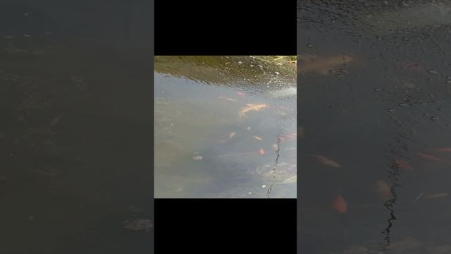 Открытие дачного сезона 2024.04.10