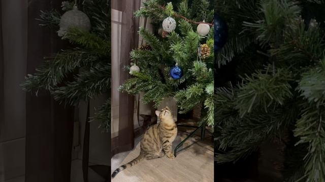 Отвлекаемся от вязания и врываемся в Новый год с котиками 🎄🫶