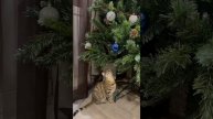 Отвлекаемся от вязания и врываемся в Новый год с котиками 🎄🫶