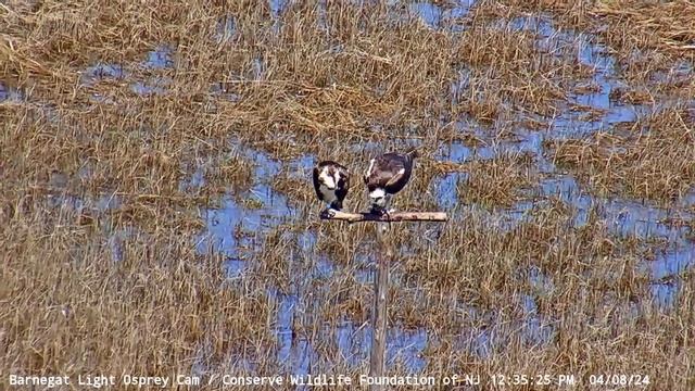 Barnegat Light Osprey Cam   YouTube   Google Chrome 2024 04 08 13 30 48